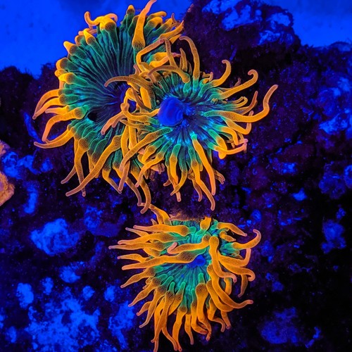 Rainbow bubble tip anemone - bubble,