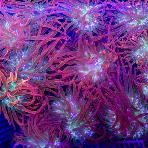 Aquacultured rainbow - 2-3",