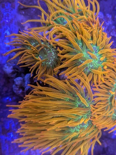 Rare wwc hawaiian - hawaiian, punch