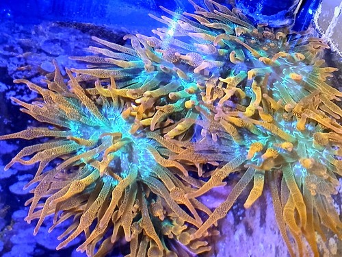 Rainbow bubble tip anemone - tip,