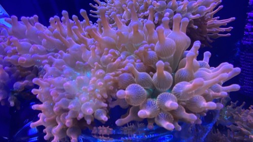 Rainbow bubble tip anemone - rainbow,