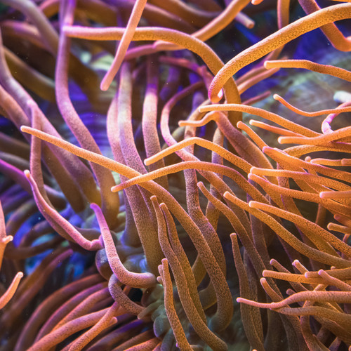 Rose bubble tip anemone - bubble,