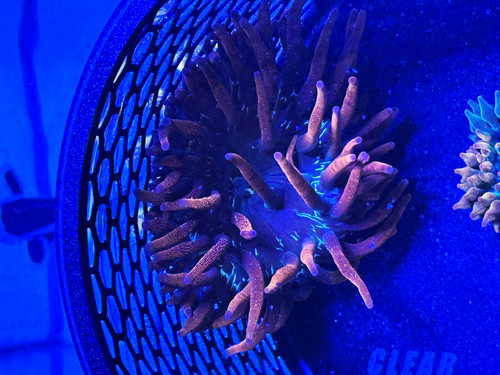 Black widow bubble - black, anemone