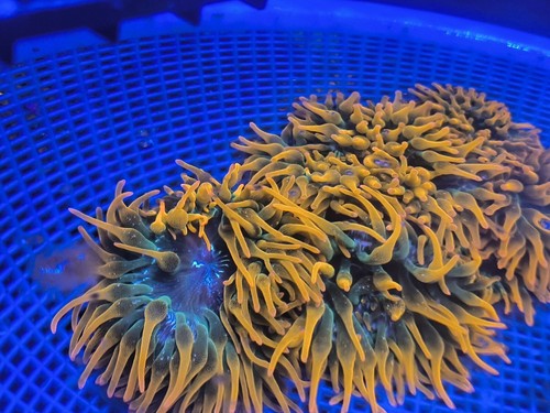 Rainbow bubble tip anemone - bubble,